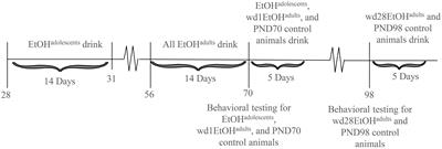 Negative Affect and Excessive Alcohol Intake Incubate during Protracted Withdrawal from Binge-Drinking in Adolescent, But Not Adult, Mice